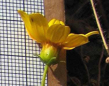 Detailed Picture 2 of Leptosyne bigelovii