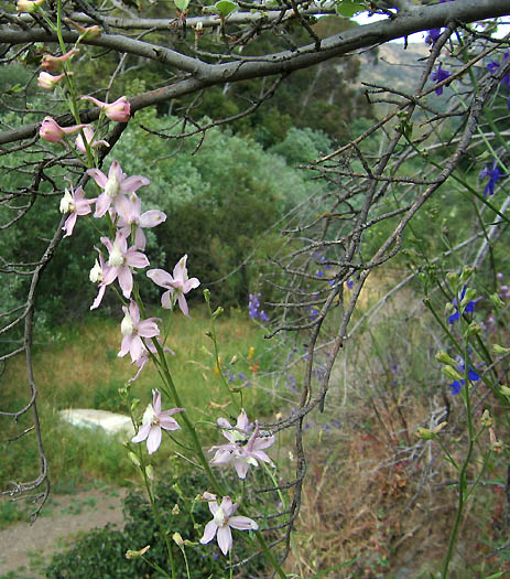 Detailed Picture 9 of Delphinium parryi ssp. parryi