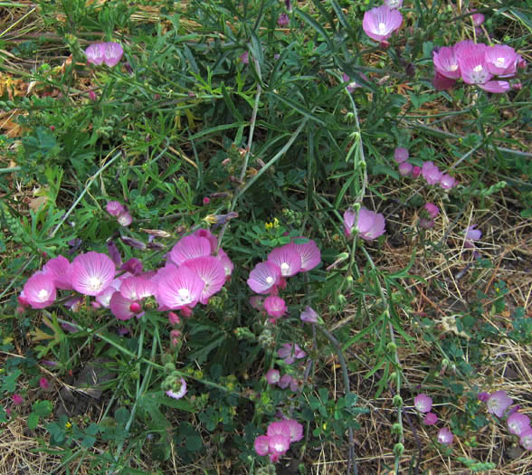 Detailed Picture 4 of Sidalcea sparsifolia