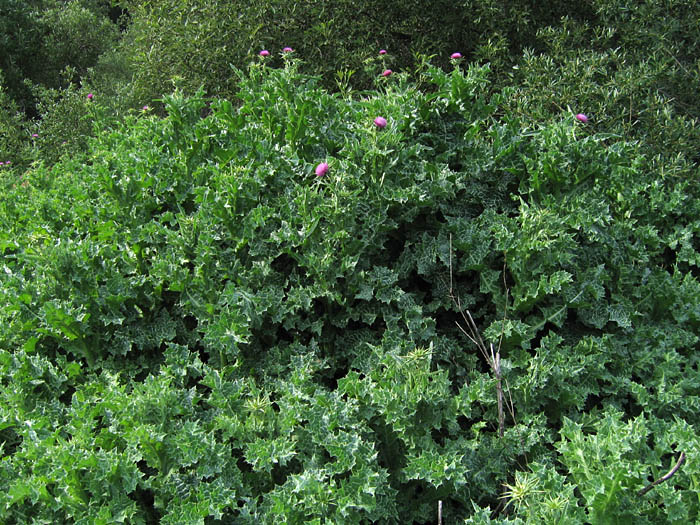 Detailed Picture 5 of Silybum marianum