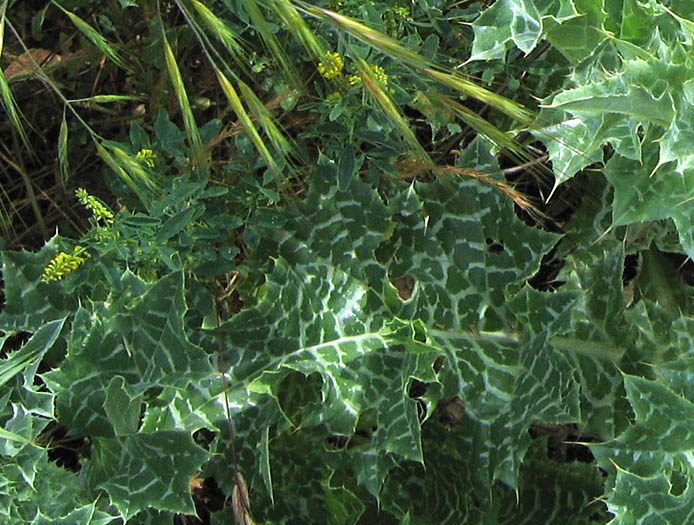 Detailed Picture 4 of Silybum marianum