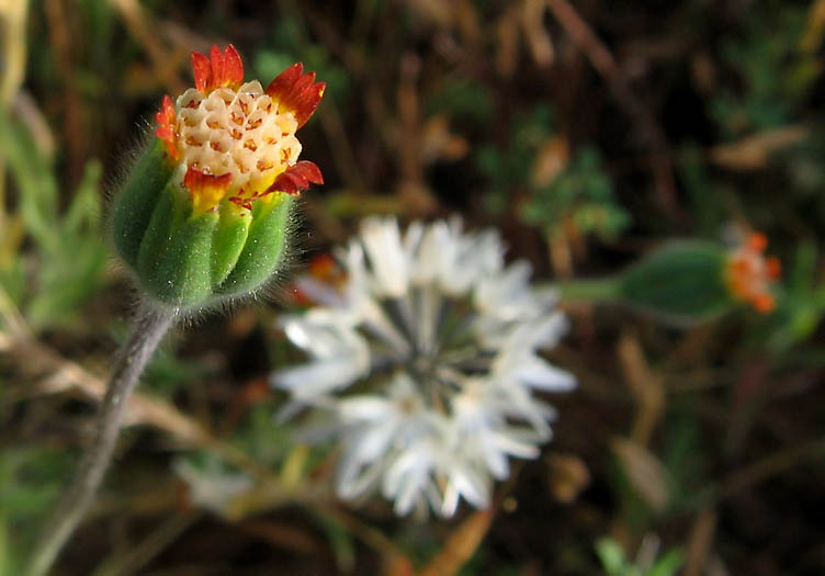 Detailed Picture 4 of Achyrachaena mollis