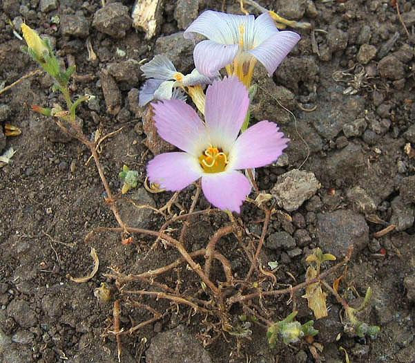 Detailed Picture 4 of Linanthus dianthiflorus