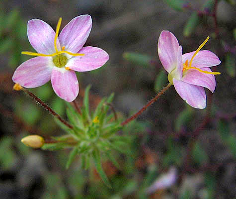 Detailed Picture 3 of Leptosiphon parviflorus