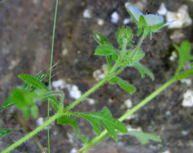 Detailed Picture 3 of Nemophila menziesii var. menziesii