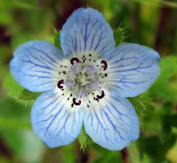 Baby Blue Eyes (Nemophila menziesii)