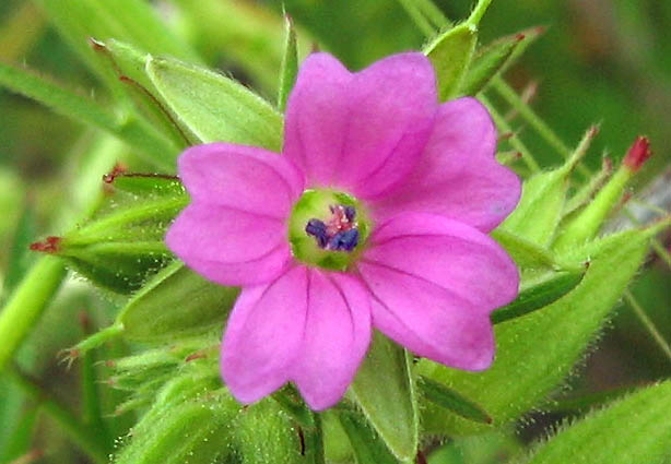 Detailed Picture 1 of Geranium dissectum