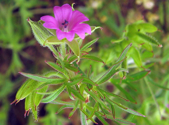 Detailed Picture 2 of Geranium dissectum