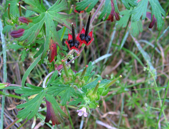 Detailed Picture 3 of Geranium carolinianum