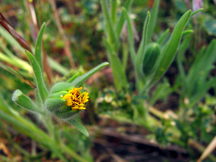 Detailed Picture 3 of Achyrachaena mollis