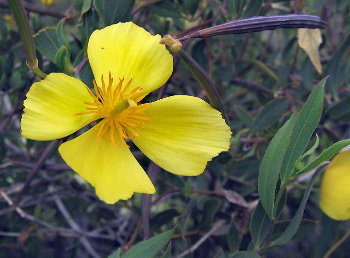 Detailed Picture 4 of Dendromecon rigida