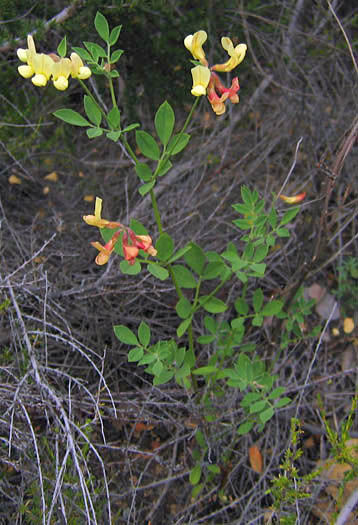 Detailed Picture 4 of Acmispon grandiflorus var. grandiflorus