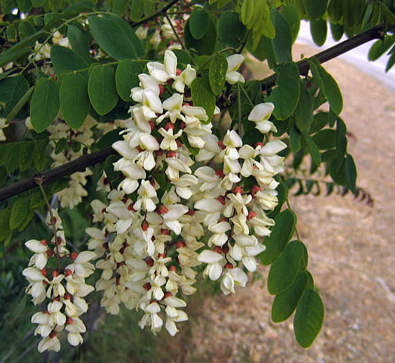 Detailed Picture 3 of Robinia pseudoacacia