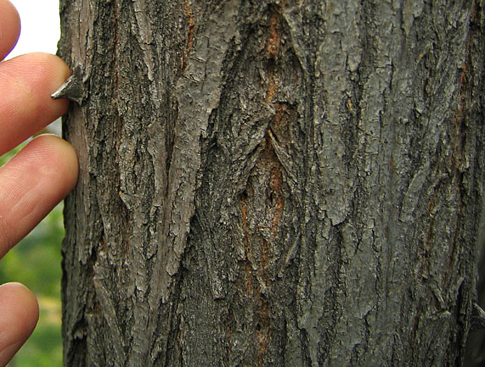 Detailed Picture 7 of Robinia pseudoacacia