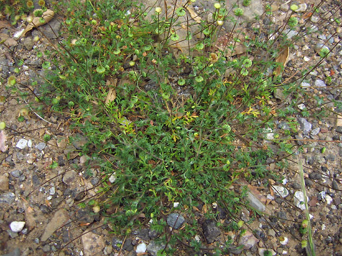 Detailed Picture 4 of Cotula australis