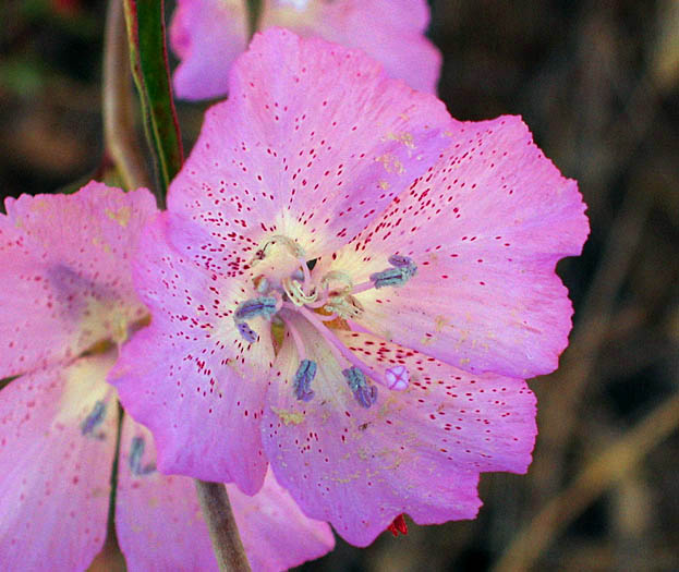 Detailed Picture 2 of Clarkia bottae