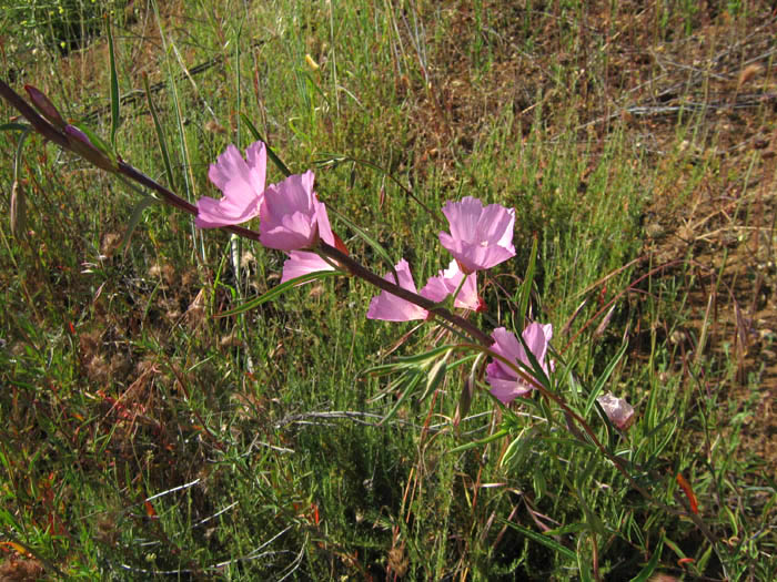 Detailed Picture 5 of Clarkia bottae