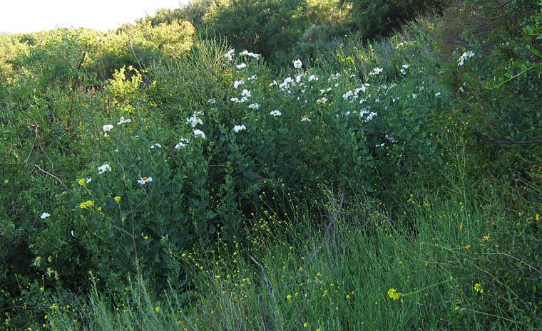 Detailed Picture 5 of Romneya coulteri