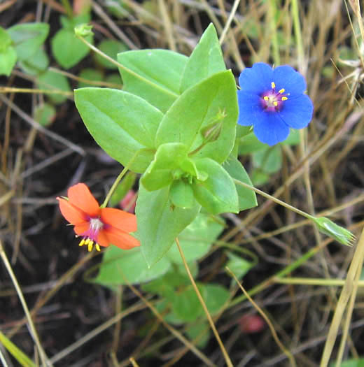 Detailed Picture 4 of Lysimachia arvensis