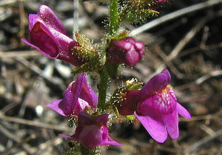 Detailed Picture 1 of Antirrhinum nuttallianum