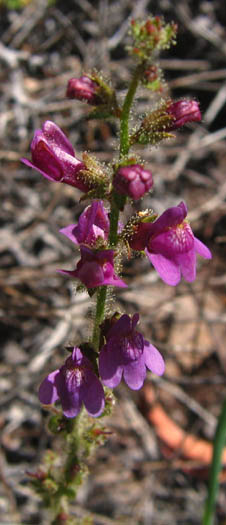 Detailed Picture 3 of Antirrhinum nuttallianum