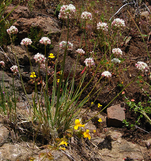Detailed Picture 5 of Allium haematochiton