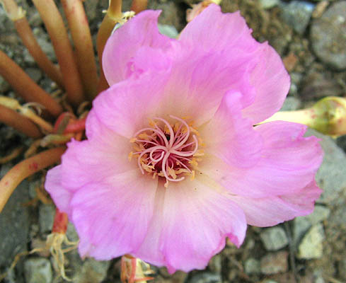 Detailed Picture 1 of Lewisia rediviva var. rediviva