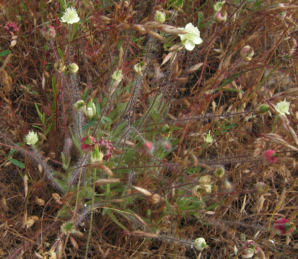 Detailed Picture 3 of Platystemon californicus