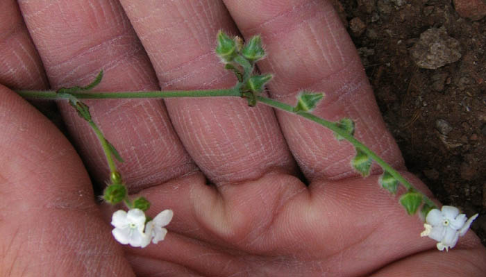 Detailed Picture 5 of Plagiobothrys nothofulvus