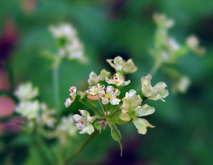 Detailed Picture 1 of Osmorhiza brachypoda