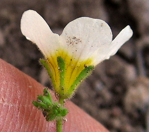 Detailed Picture 2 of Phacelia brachyloba