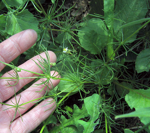 Detailed Picture 3 of Spergula arvensis