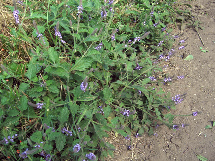 Detailed Picture 4 of Verbena lasiostachys var. scabrida