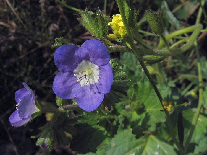 Detailed Picture 2 of Phacelia viscida