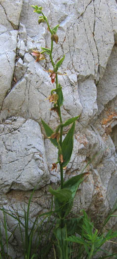 Detailed Picture 4 of Epipactis gigantea