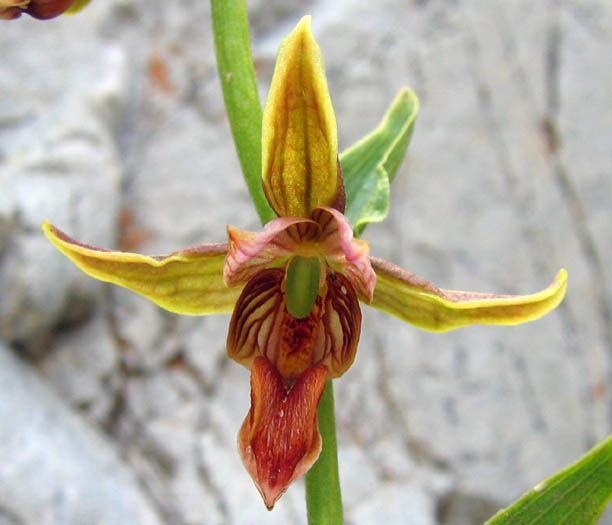 Detailed Picture 1 of Epipactis gigantea