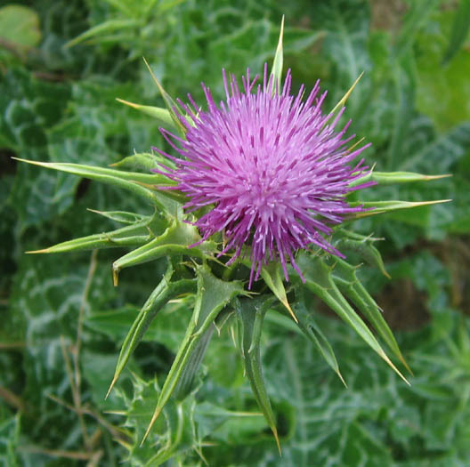 Detailed Picture 1 of Silybum marianum