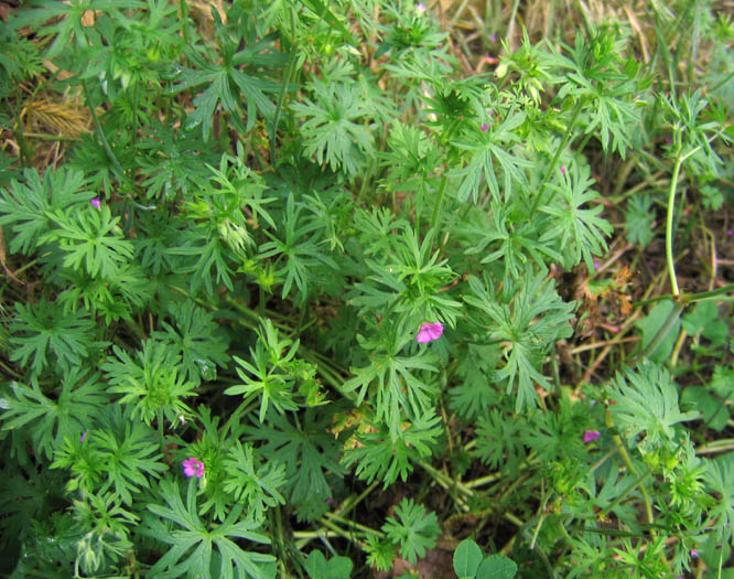 Detailed Picture 3 of Geranium dissectum