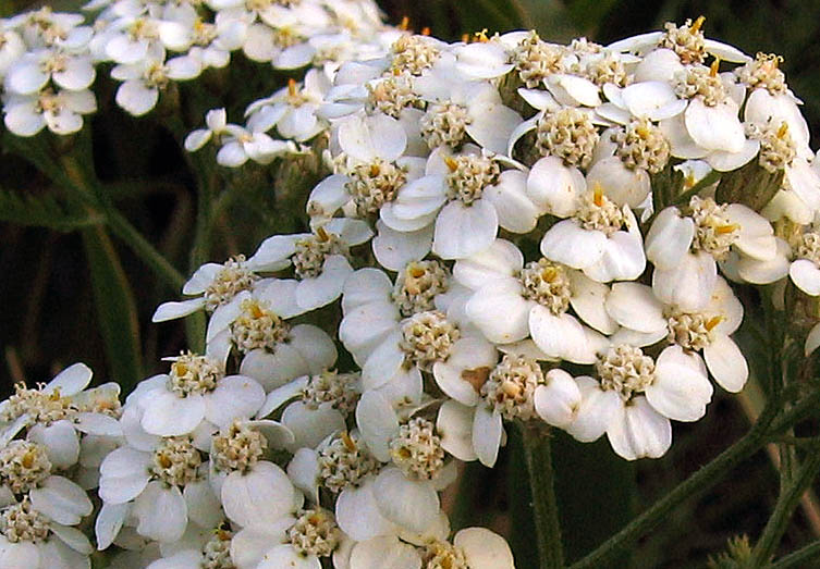 Detailed Picture 3 of Achillea millefolium