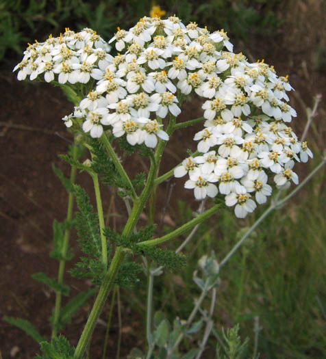 Detailed Picture 4 of Achillea millefolium