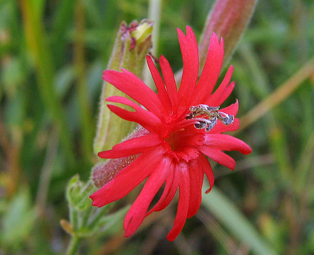 Detailed Picture 1 of Silene laciniata ssp. laciniata