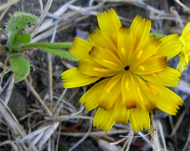 Detailed Picture 1 of Hedypnois rhagadioloides