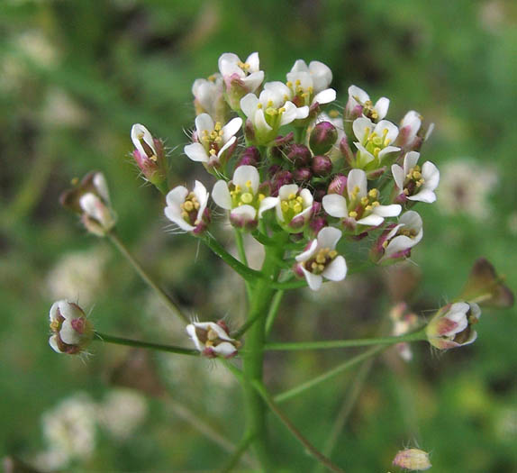 Detailed Picture 4 of Capsella bursa-pastoris