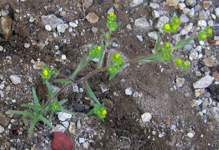 Detailed Picture 3 of Madia exigua