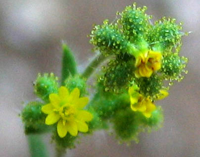 Detailed Picture 2 of Madia exigua