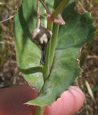 Detailed Picture 6 of Sonchus oleraceus