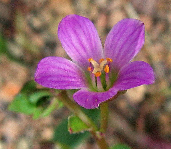 Detailed Picture 2 of Calandrinia breweri