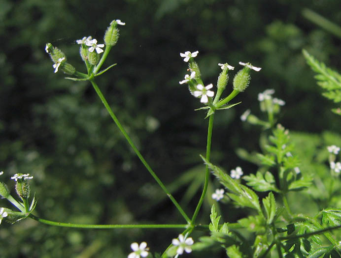 Detailed Picture 4 of Anthriscus caucalis