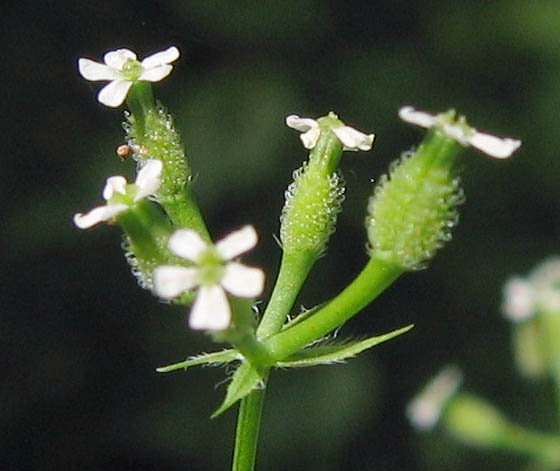 Detailed Picture 3 of Anthriscus caucalis