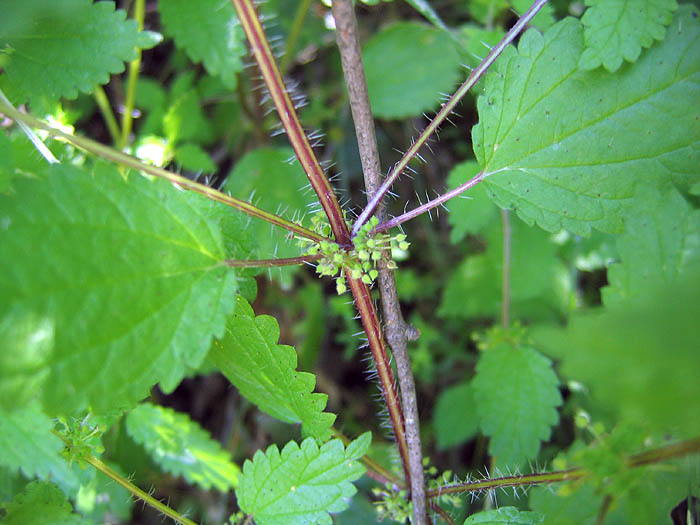 Detailed Picture 3 of Hesperocnide tenella